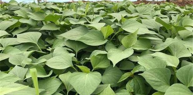 甘薯属于什么科？甘薯的植物学特性有哪些？