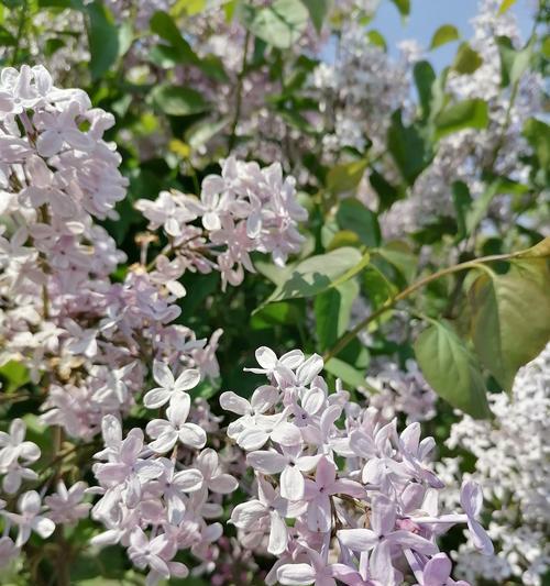 丁香代表什么含义？丁香花语有哪些常见问题解答？