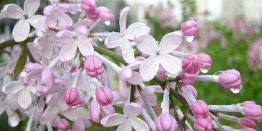 丁香代表什么含义？丁香花语有哪些常见问题解答？