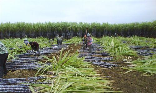 甘蔗产地在哪里？全球甘蔗主要种植区域有哪些？