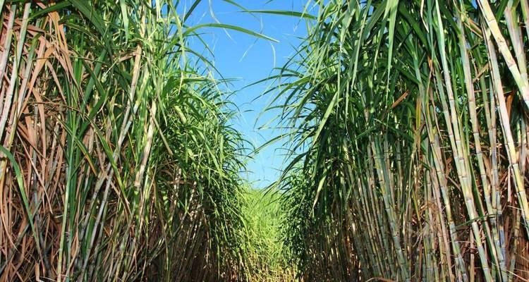 甘蔗产地在哪里？全球甘蔗主要种植区域有哪些？