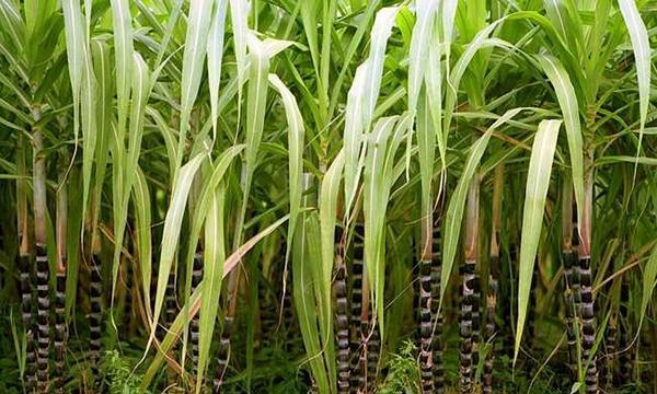 甘蔗种植和收获的最佳时间是什么时候？常见问题有哪些？