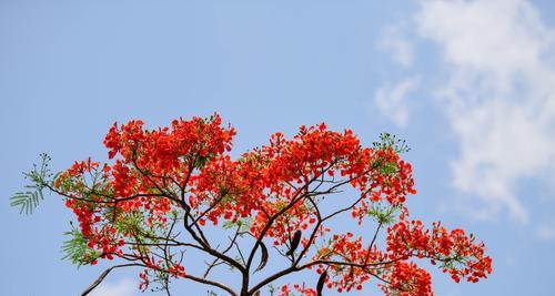 凤凰花象征着什么？它的意义有哪些？