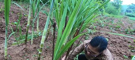 甘蔗施肥的最佳时间是什么时候？如何正确施肥？