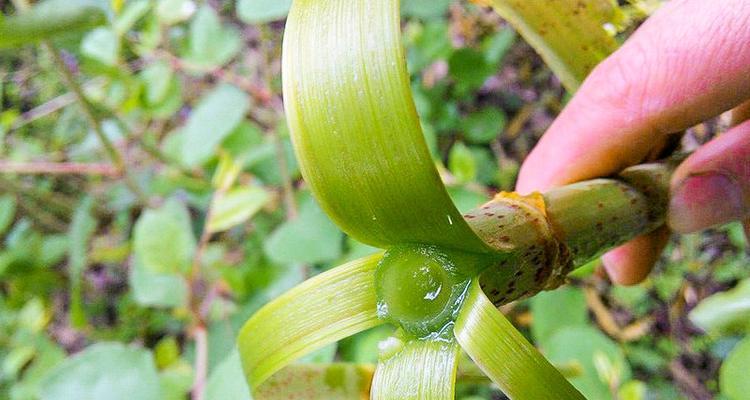 甘蔗开花的真相是什么？甘蔗开花后会怎样？