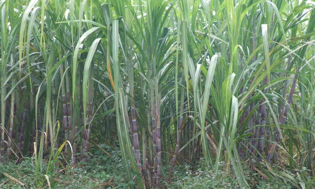 甘蔗种植的最佳月份是什么时候？如何根据季节选择种植时间？