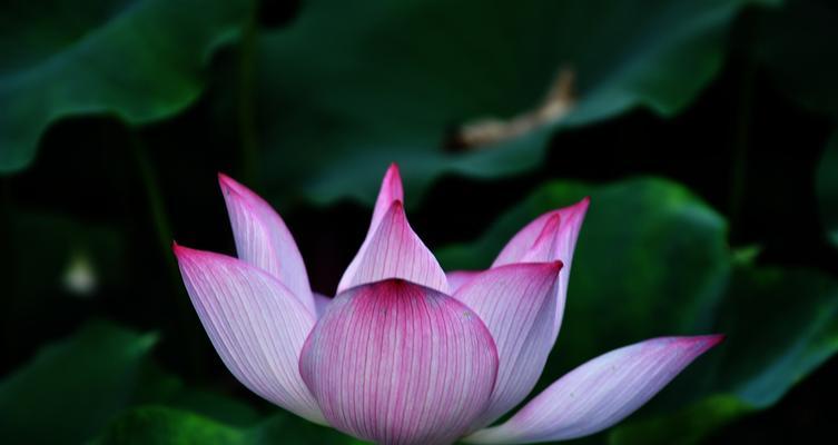 荷花网络意思是什么？如何理解其在网络中的含义？