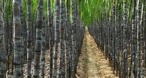 甘蔗几月份种植最合适？掌握最佳种植时间提高产量
