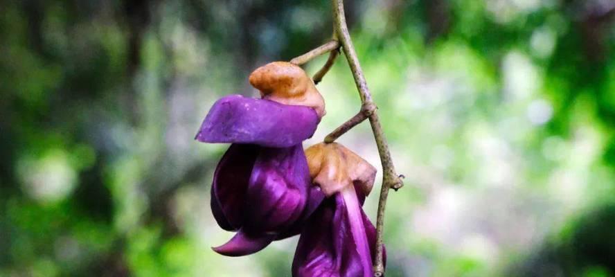 甘蔗开花预兆什么？甘蔗开花的寓意是什么？