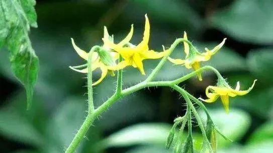 甘蔗开花预兆什么？甘蔗开花的寓意是什么？