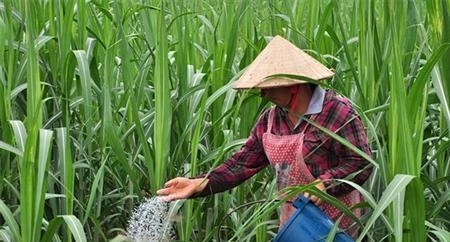 甘蔗属于被子植物吗？它的分类和特点是什么？