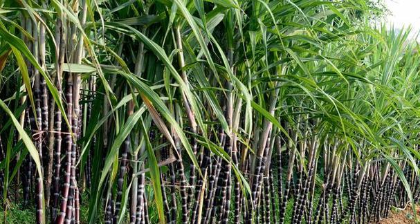 甘蔗属于被子植物吗？它的分类和特点是什么？