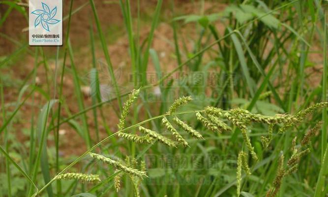甘蔗属于单子叶植物吗？它的分类特点是什么？