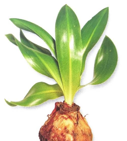 甘蔗属于单子叶植物吗？它的分类特点是什么？