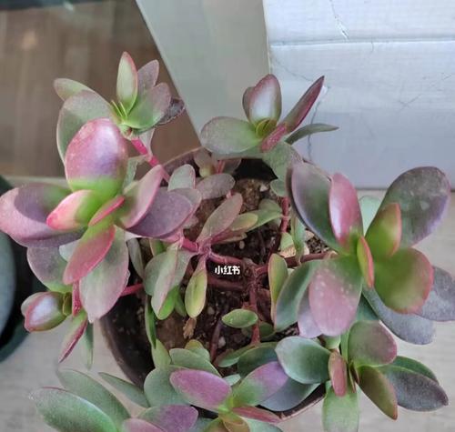 黄金花月寓意是什么？如何正确理解黄金花月的象征意义？