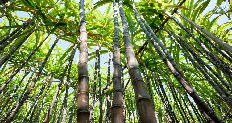甘蔗属于多年生植物吗？种植甘蔗需要注意什么？