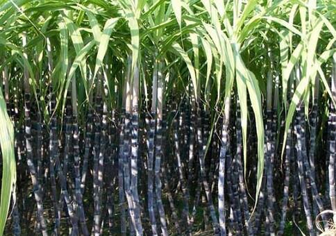 甘蔗属于多年生植物吗？种植甘蔗需要注意什么？