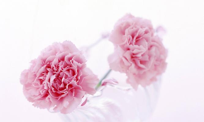黄色的康乃馨代表什么？花语含义及送花场合解析？