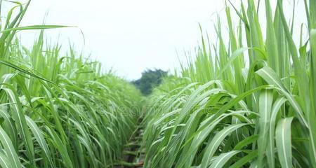 甘蔗忌氯吗？种植甘蔗时如何正确施肥？