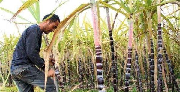 甘蔗忌氯吗？种植甘蔗时如何正确施肥？