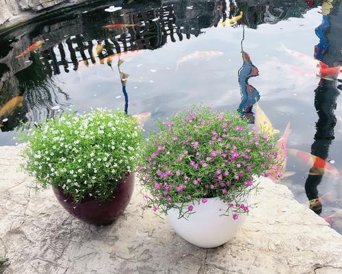 吉普赛满天星花语是什么？如何正确解读其含义？