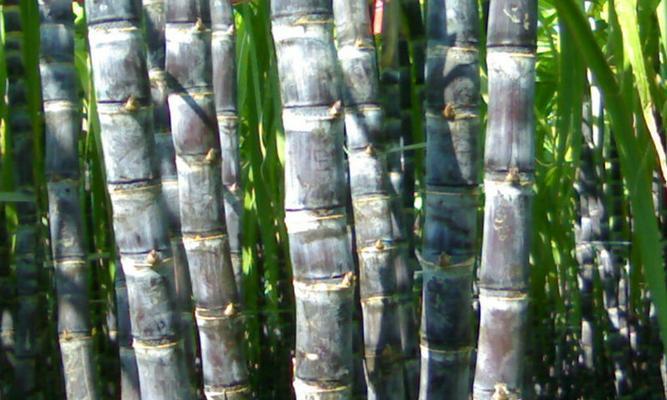 甘蔗是果实吗？揭秘甘蔗的植物学分类及特点？