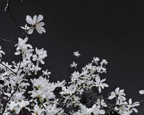 倦倚玉栏看月晕是什么意思？容易语低香近的含义是什么？