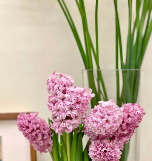 蓝紫色风信子代表什么含义？花语有哪些？