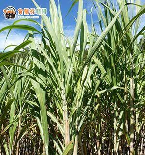 甘蔗原产地在哪里？追溯甘蔗的起源与历史分布？