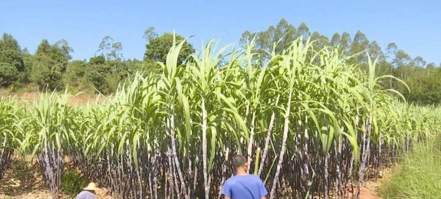 甘蔗种植最佳月份是什么时候？如何确定种植时间？