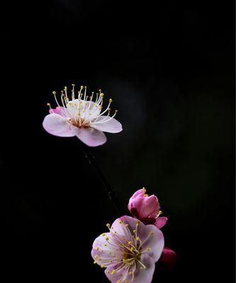 梅花代表吉祥什么含义？梅花的吉祥寓意有哪些？