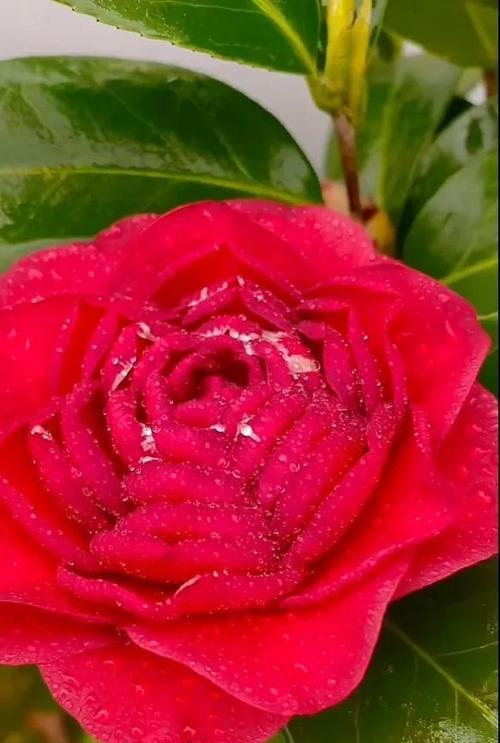 每朵花都代表一个什么意思？花语大全及常见问题解答？
