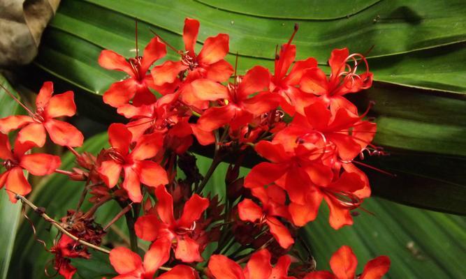 每朵花都代表一个什么意思？花语大全及常见问题解答？