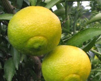 柑柑几年结果实？如何正确种植和管理以提高产量？