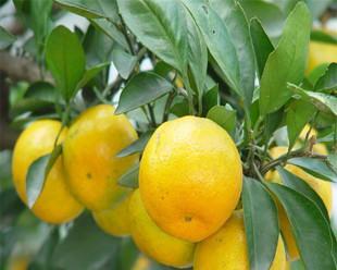 柑柑几年结果实？如何正确种植和管理以提高产量？