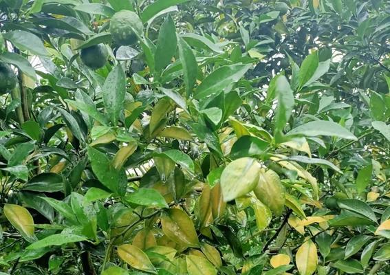 柑柑几年结果实？如何正确种植和管理以提高产量？