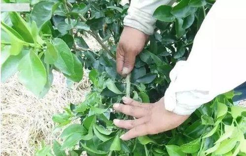 柑桔树摘心打顶的最佳时间是什么时候？具体操作步骤有哪些？