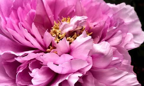 牡丹的花语是什么？养植方法有哪些？