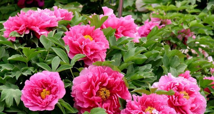 牡丹的花语是什么？养植方法有哪些？