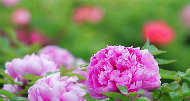 牡丹花的花语是什么？了解牡丹花的深层含义和象征意义？