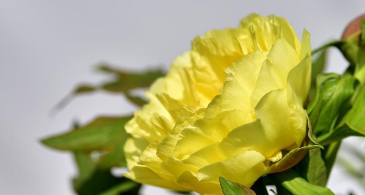 牡丹花的花语是什么？了解牡丹花的深层含义和象征意义？
