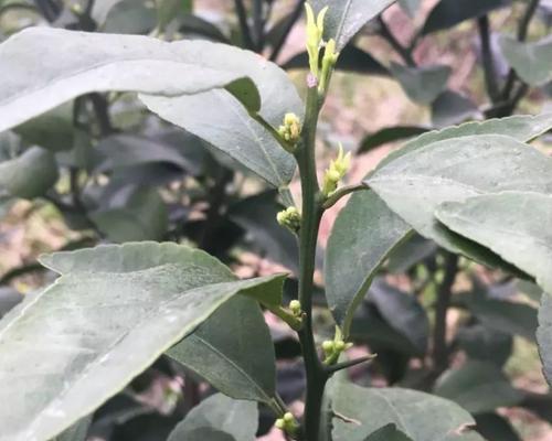 柑橘促花的最佳时间是什么时候？药物促花有哪些要点需要注意？