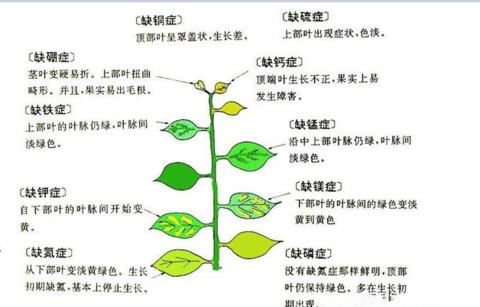 柑橘促花的最佳时间是什么时候？药物促花有哪些要点需要注意？