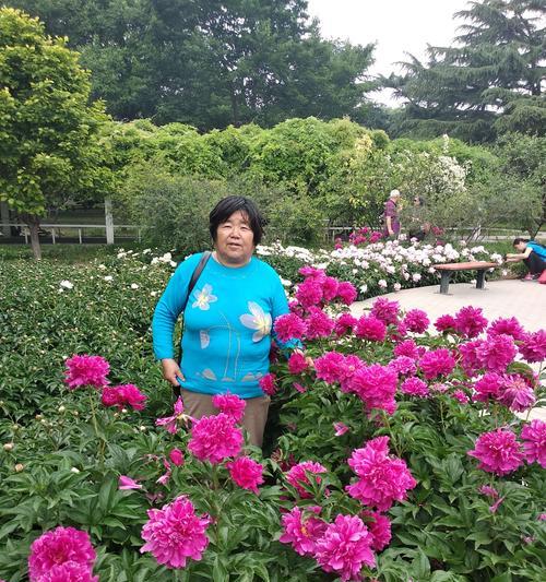 牡丹花象征着什么？如何理解牡丹花的文化意义？