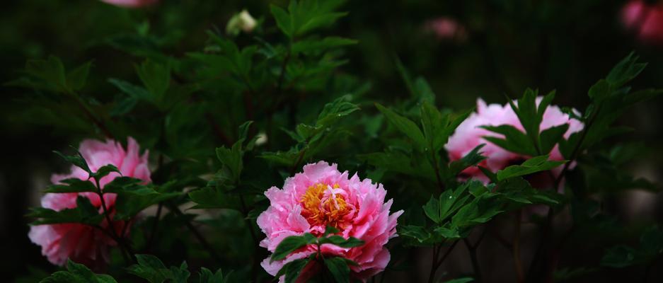 牡丹花语是什么？牡丹花寓意有哪些特点？