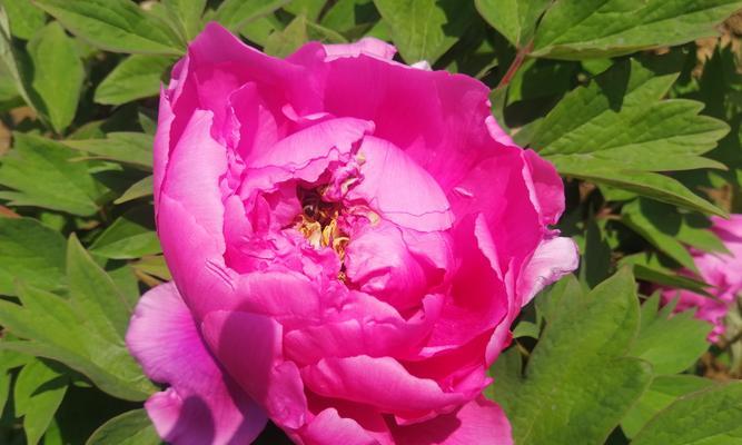 牡丹花语是什么？牡丹花寓意有哪些特点？