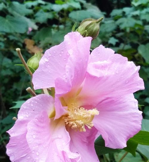 木芙蓉的花语有哪些含义？
