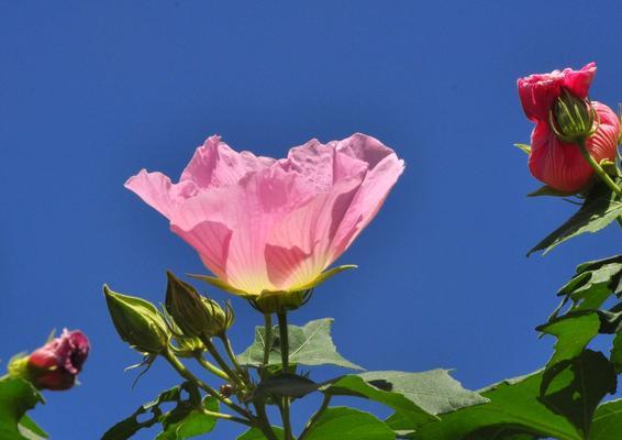 木芙蓉的花语有哪些含义？