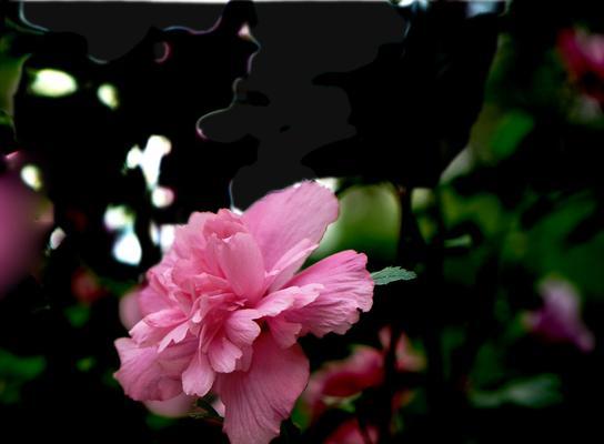 木瑾花象征着什么？木瑾花的含义和文化背景是什么？