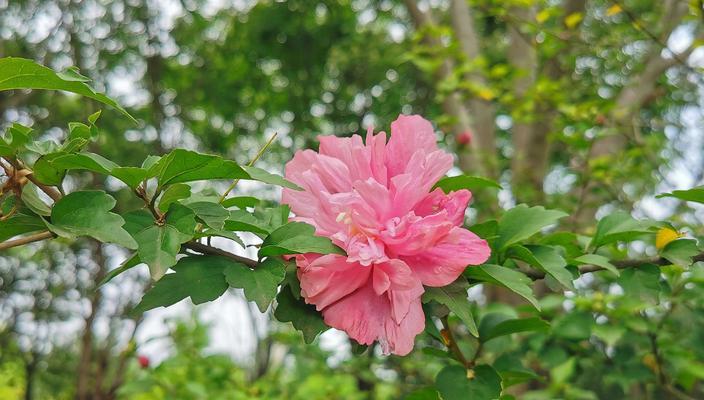那些花的花语代表友情？如何用花卉表达深厚友情？